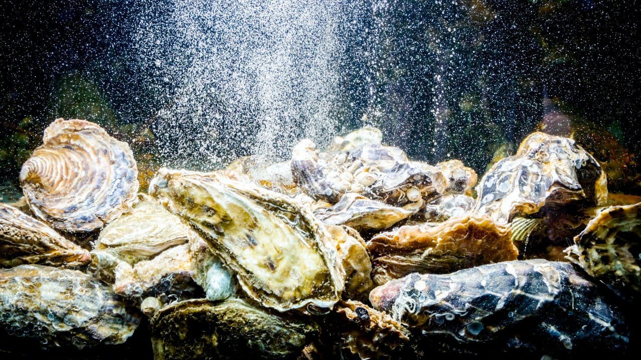 Could future astronauts use oysters as water filters? Here's why one company thinks so