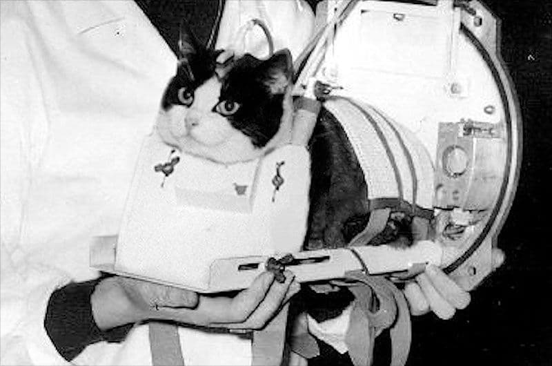 On this day in space! Oct. 18, 1963: France's Félicette Becomes the 1st Cat in Space! >^..^<