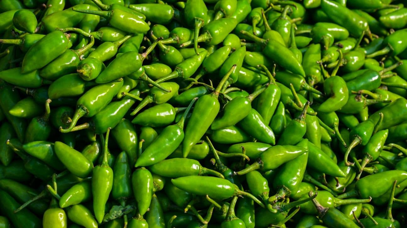 Taylor Farms Recalls Salsa, Guacamole Containing Jalapeños Due to Salmonella