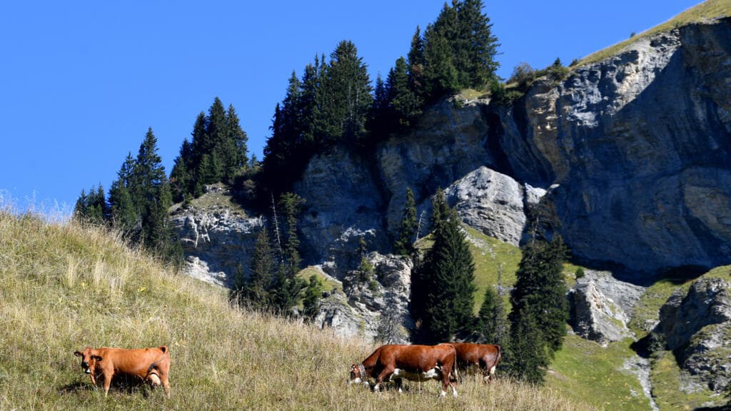 France to ease strict rules on iconic cheeses as heat dries pastures