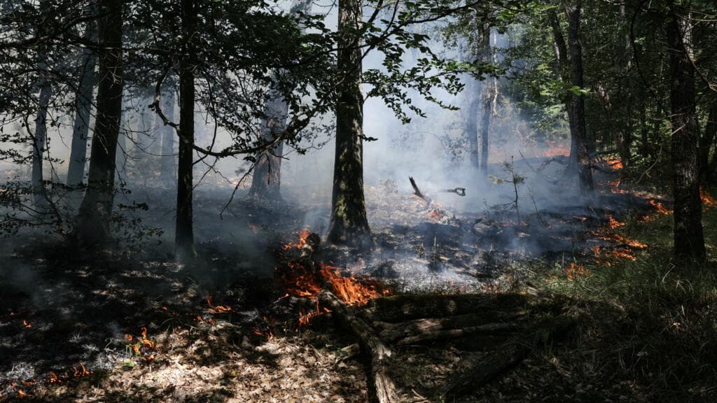 Fontainebleau fire has decimated 5% of the forest, authorities say