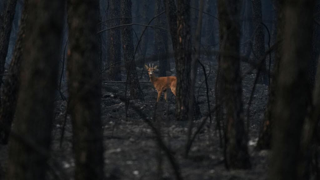 How volunteers are helping forest wildlife survive their blazing habitats