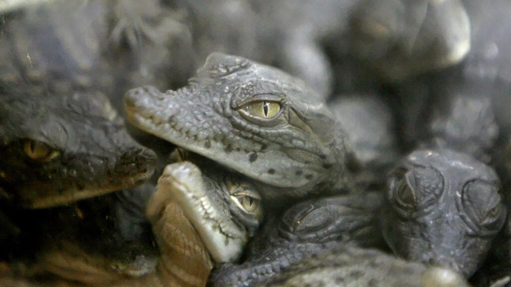 Too hot to incubate: Nile crocodiles hatch on their own in French reserve