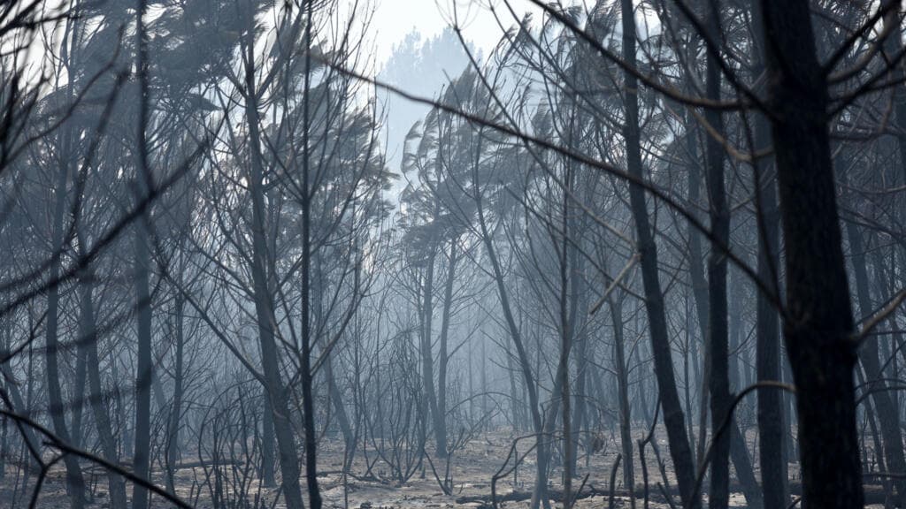 As fires still blaze, France thinks about how to rebuild its forests