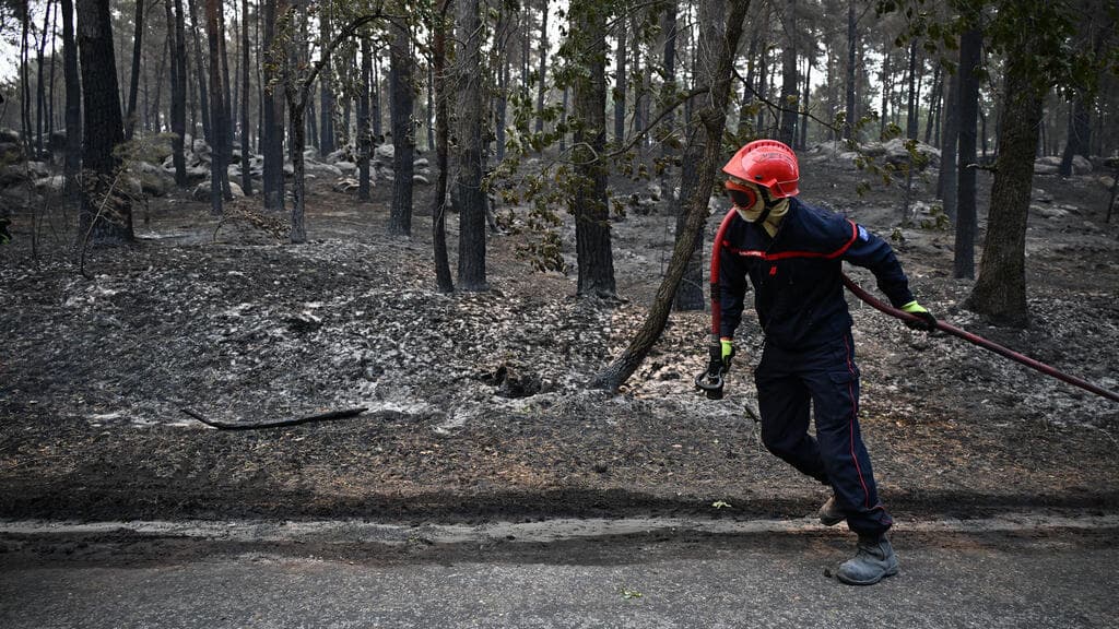 As the smoke clears, the Fontainebleau forest takes stock of its destruction