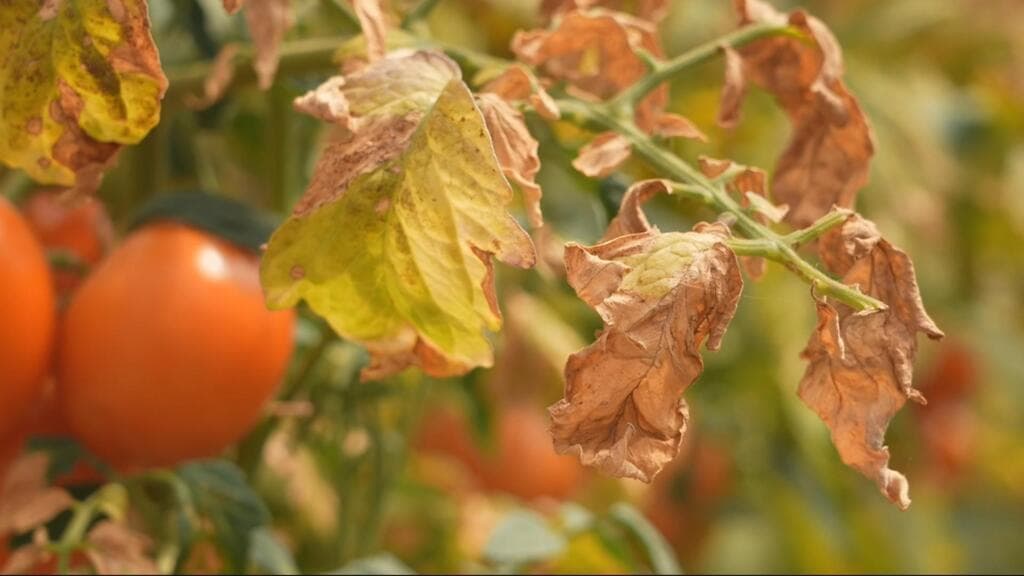 French heatwave threatens food inflation as agriculture sector suffers