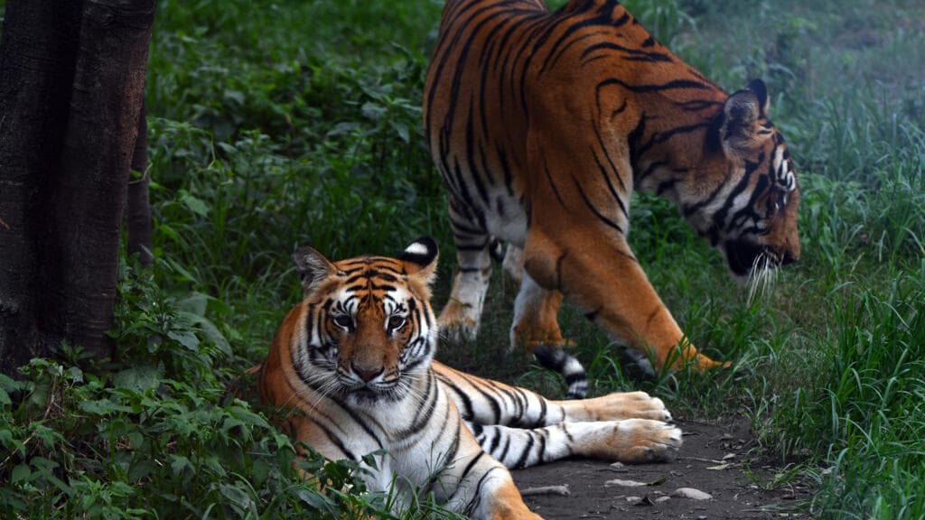 Nepal's tiger numbers rise 20 percent to an estimated 429