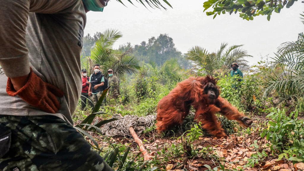 Dozens of orangutans saved from Indonesia blazes as region grapples with haze
