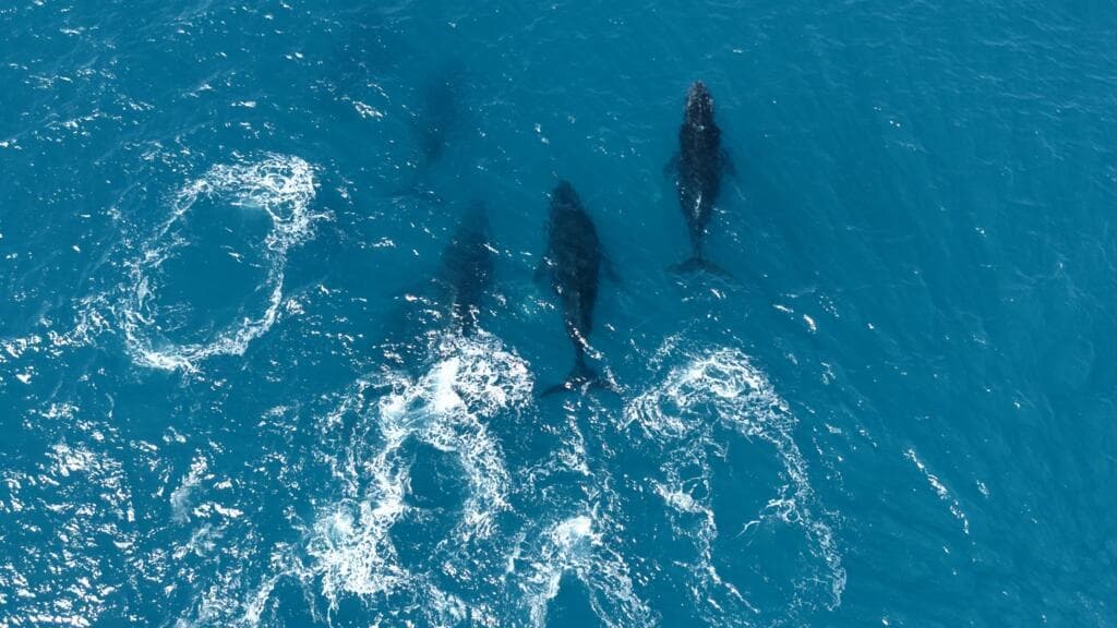 'They were legends': Humpback whales make spectacular comeback off Brazil's coast