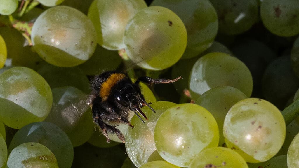 Climate crisis: French winemakers bet on warmer future in Brittany and Normandy